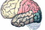 Мозг человека анатомия доли. Доли головного мозга без подписей. Мозг без надписей. Головной мозг рисунок без подписей. Мозг без подписей