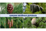 Хвойных деревьев раскрываются примета. Приметы шишки хвойных. Народные приметы шишки хвойных деревьев. Шишки хвойных деревьев примета. Приметы о шишках хвойных деревьев.